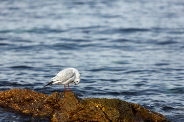 Seagulls sit on a rocky shore against the sea. The concept of wildlife conservation.