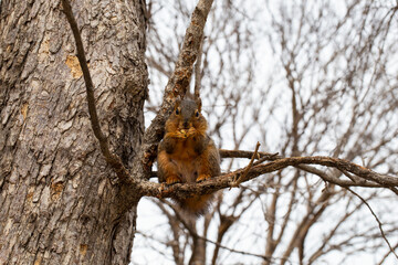 squirrel on a tree