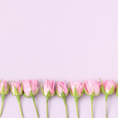 Pink roses arranged on pastel background. Top view concept with copy space.