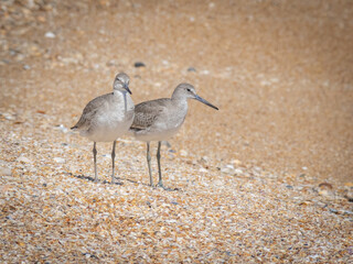 Cute little willet bird on shore