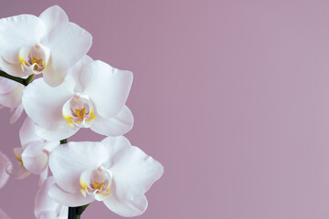 white orchid on pink background
