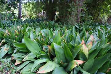 Obraz premium Image of some astrasdist plants in a garden