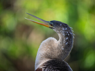 Portrait of a Beautiful Anhinga bird