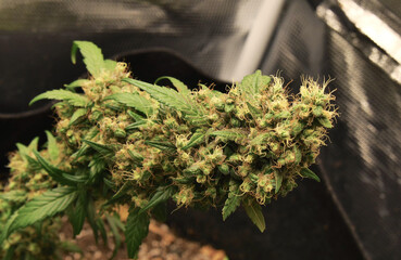 Sour Train