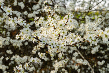 árbol con flores blancas
