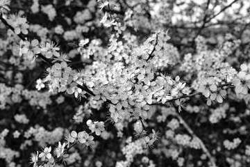 árbol con flores blancas
