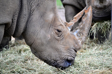 Obraz premium CU Rhino