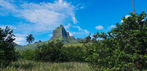 Fototapeta na wymiar Moorea, French Polynesia - 21th January 2021: Panorama view of Moorea Island in French Polynesia , Nature and green landscape. Best vacation place , paradise Island