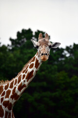 Baby Giraffe