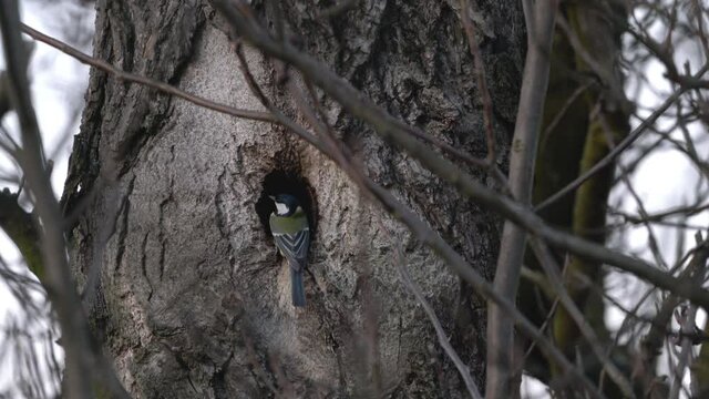 Great Tit enters nest inside tree (Parus major) - (4K)