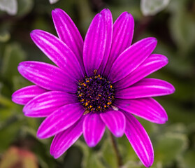 Isolated purple flower, margaret close up.