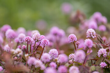 Many little pink flowers, persicaria capitata specie.