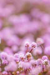 Many little pink flowers, persicaria capitata specie.
