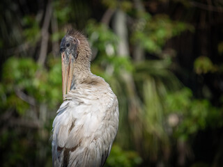 Large Juvenile wood stork posing