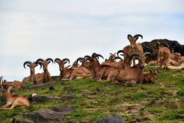 Mountain goats
