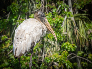 Large Juvenile wood stork posing