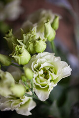 Lillianthus