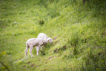 Obraz na płótnie Canvas Sheep and lambs in the green pasture