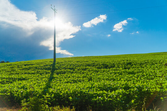 Farm Soya Field Green Blue Sky Sun Light 
Post