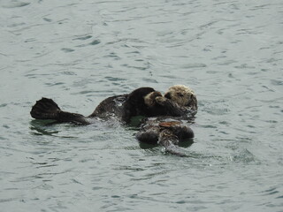 Fototapeta premium A young sea otter snuggling up with mama, while resting in a kelp bed in the pacific ocean, Morro Bay, California