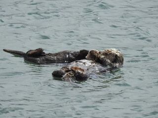 Obraz premium A young sea otter snuggling up with mama, while resting in a kelp bed in the pacific ocean, Morro Bay, California