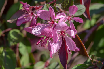 Ornamental malus apple tree plant flowering during springtime, toringo scarlet bright purple leaves and pink flowers in bloom