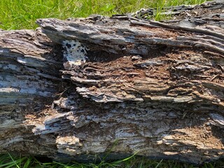 A rotting tree trunk, lying on the ground in, Calverley, Leeds, UK