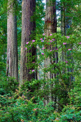 Rhododendrons blooming, Del Norte Coast Redwoods State Park, California