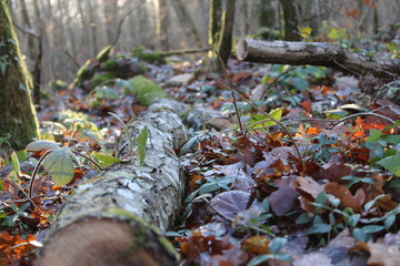 autumn in the forest