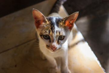 Adorable portrait of close up cat