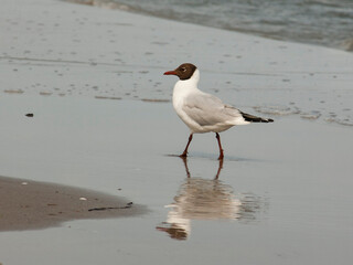 Möwe im Wasser am Strand