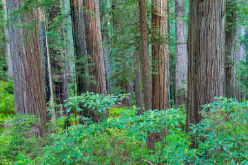 Grove of redwoods, Damnation Creek Trail, Del Norte Coast Redwoods State Park, California