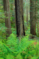 Grove of redwoods, Damnation Creek Trail, Del Norte Coast Redwoods State Park, California