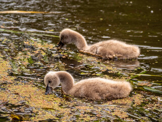 Cygnets Together