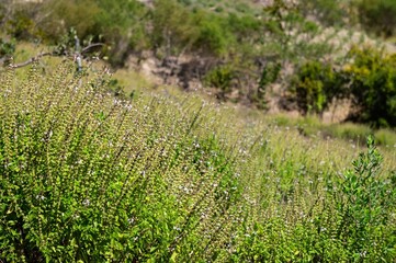 A bush of Great basil (Ocimum basilicum - a culinary herb of the family Lamiaceae, used in cuisines worldwide) growing in a plantation field of Cunha, Sao Paulo / Brazil.