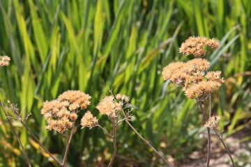 a dry plant against a background of a green field, wild plants in the countryside, field plants, a flower against a background of green grass