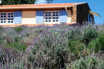 The lavender fields plantation under sunny blue sky in front of the provencal style gift shop house inside O Lavandario farm.