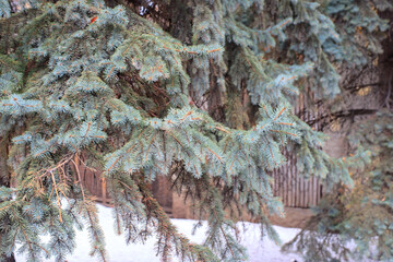 Branches of blue spruce in the winter forest
