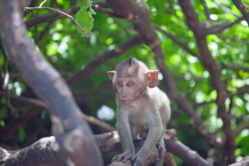 可愛いサル