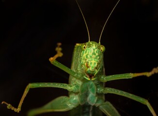 This macro image shows an incredibly detailed front view of a katydid insect with a black background.
