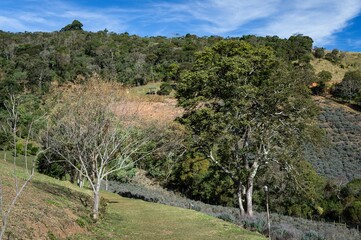 The downhill path that runs nearby the lavender flowers plantation fields and between hilly landscape inside O Contemplario under clouded blue sky.