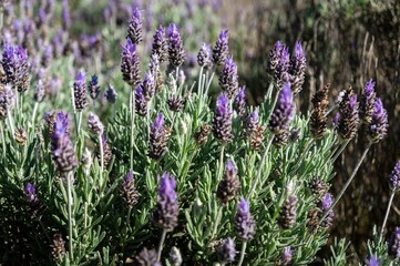 Close up of some Lavender flowers (Lavandula dentata - a species of flowering plant in the family Lamiaceae) cultivated in the agriculture fields of Cunha - Sao Paulo / Brazil