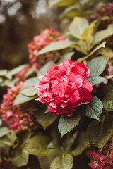 Hortensien Vintage Boho