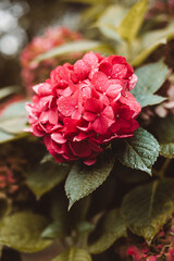 Hortensien Vintage Boho