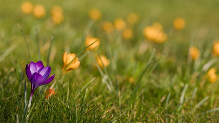 Crocus tommasinianus Ruby Giant against a background of yellow crocus flowers in spring, United Kingdom