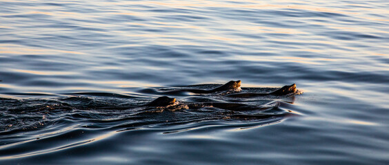 United States, California, Monterey, Beachwater Cove Beach and Marina, Harbor Seals Swimming in the Harbor