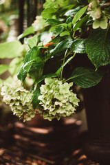 Hortensien im Herbst