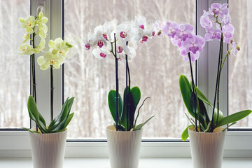 Moth orchids on windowsill - home decoration with live potted flowering plants - obrazy, fototapety, plakaty