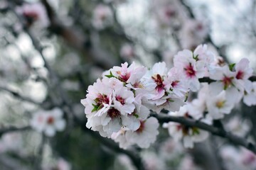 Detalle de flores de almendro en invierno