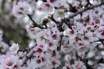 Detalle de flores de almendro en invierno